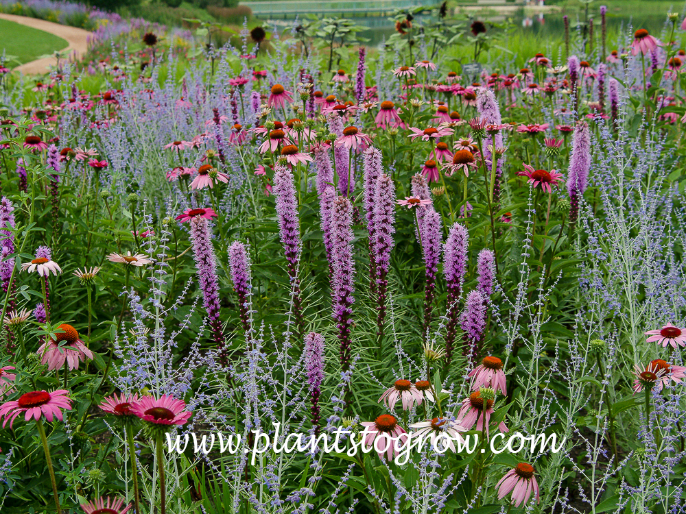 Kobold Blazing Stars (Liatris spicata)